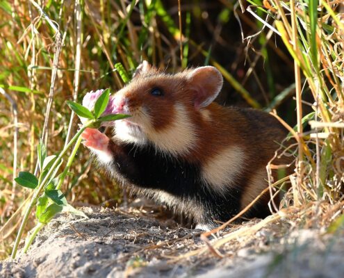 Avrupa Hamsterı