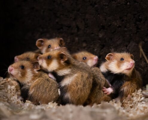 Avrupa Hamsterı