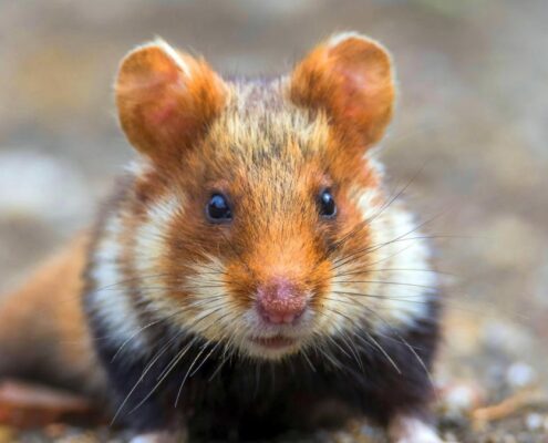 Avrupa Hamsterı