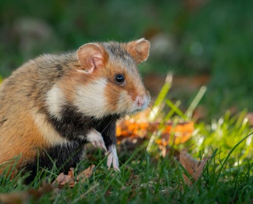 Avrupa Hamsterı