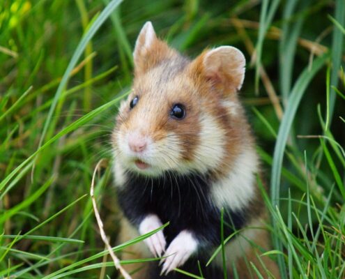 Avrupa Hamsterı