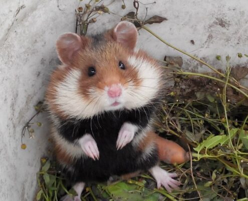 Avrupa Hamsterı