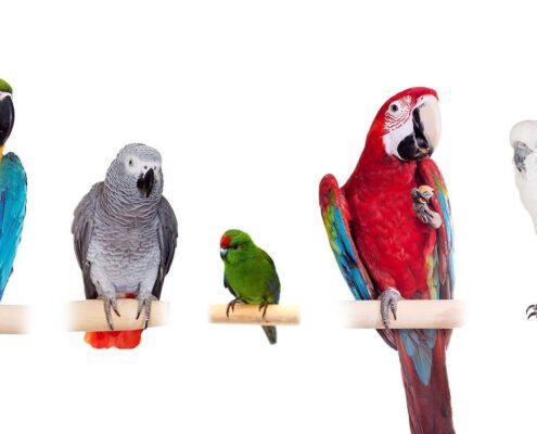 Papağanlar Kaç Yıl Yaşar? - Papağanların Ömrü