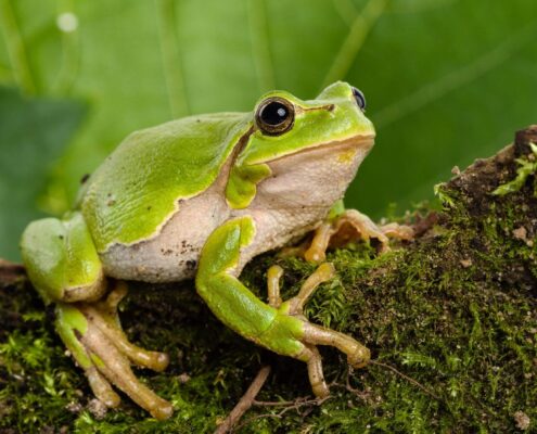 Ağaç Kurbağası (Tree Frog)