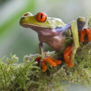 Ağaç Kurbağası (Tree Frog) Ağaç Kurbağası (Tree Frog)