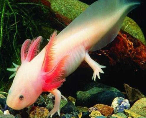 Aksolotl (Axolotl)