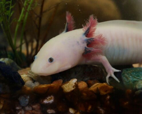 Aksolotl (Axolotl)