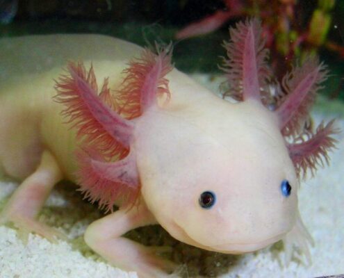 Aksolotl (Axolotl)