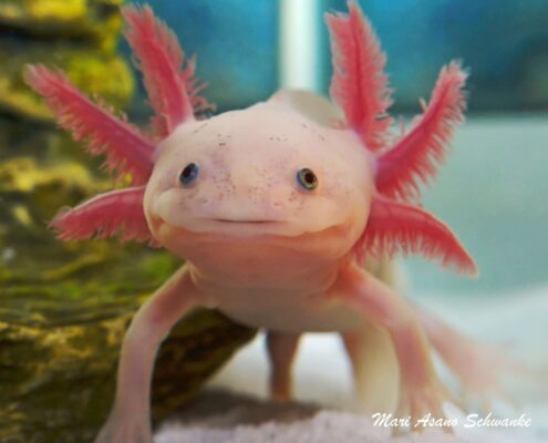 Aksolotl (Axolotl)