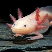 Aksolotl (Axolotl) Aksolotl (Axolotl)