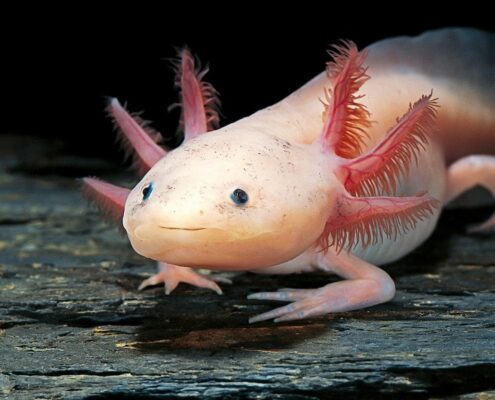 Aksolotl (Axolotl)