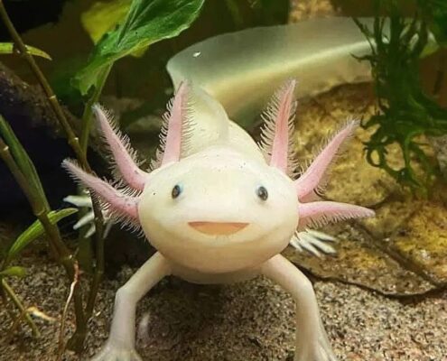Aksolotl (Axolotl)