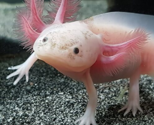 Aksolotl (Axolotl)
