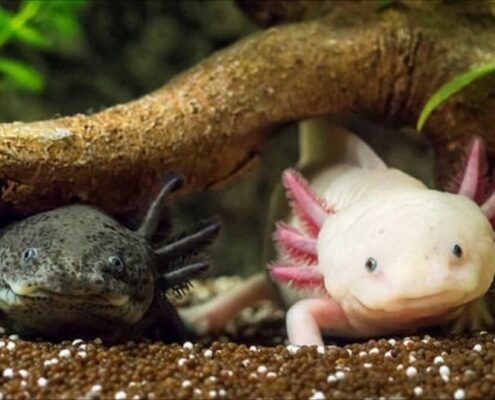 Aksolotl (Axolotl)
