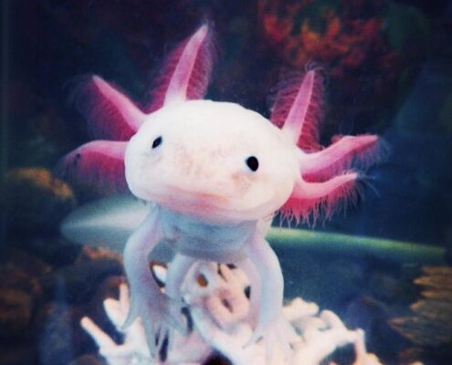 Aksolotl (Axolotl)