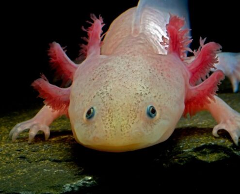 Aksolotl (Axolotl)