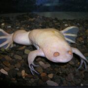 Albino Kurbağa Albino Kurbağa