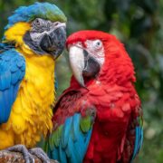 Ara (Macaw) Papağanı