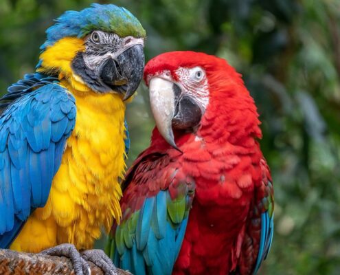 Ara (Macaw) Papağanı