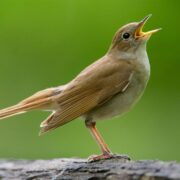 Bülbül Bakımı, Beslenmesi ve Özellikleri