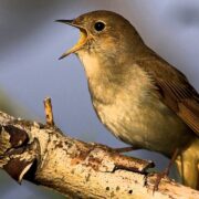 Bülbül Resimleri Bülbül Resimleri