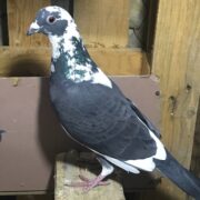 Bursa Güvercini Bursa Güvercini