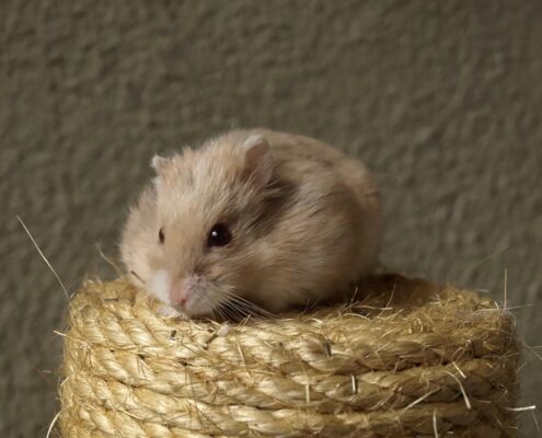 Campbell Hamsterı
