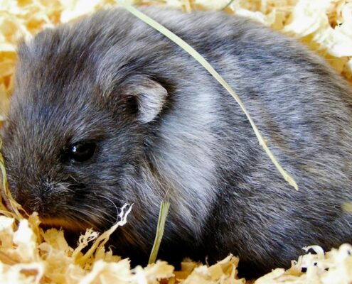 Campbell Hamsterı