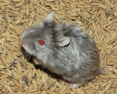 Campbell Hamsterı