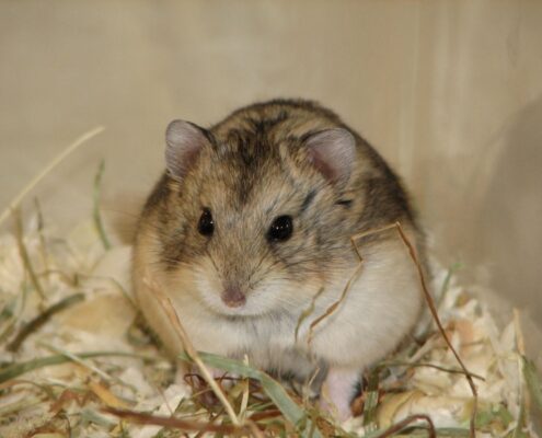 Campbell Hamsterı