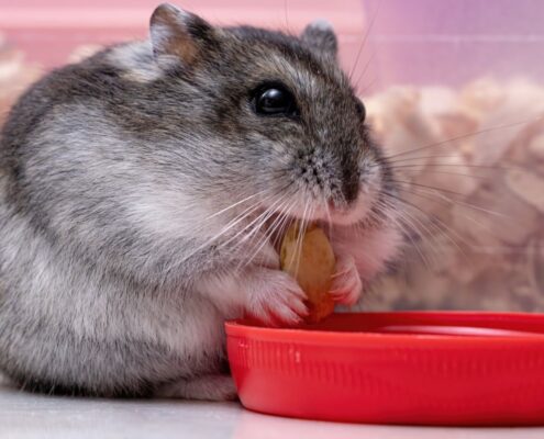 Campbell Hamsterı
