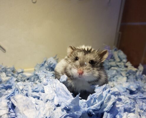 Campbell Hamsterı