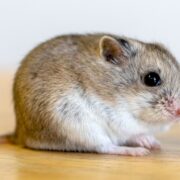 Campbell Hamsterı Campbell Hamsterı