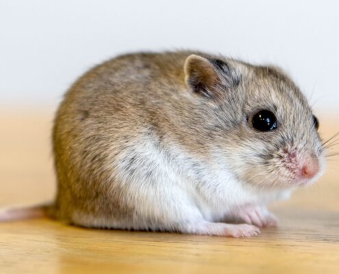 Campbell Hamsterı