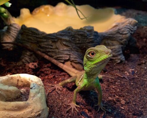 Çin Su Ejderi (Chinese Water Dragon)