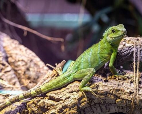 Çin Su Ejderi (Chinese Water Dragon)