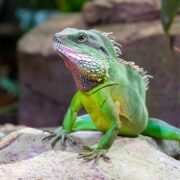 Çin Su Ejderi (Chinese Water Dragon) Çin Su Ejderi (Chinese Water Dragon)