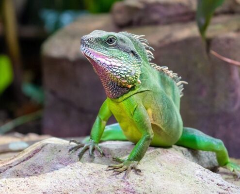Çin Su Ejderi (Chinese Water Dragon)