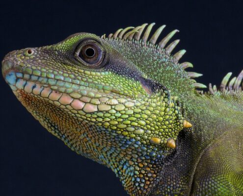 Çin Su Ejderi (Chinese Water Dragon)