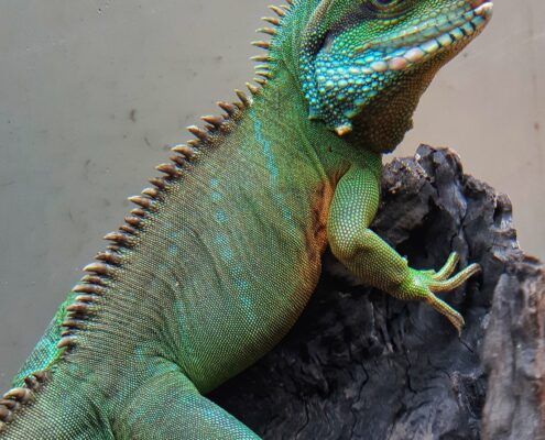 Çin Su Ejderi (Chinese Water Dragon)