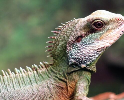 Çin Su Ejderi (Chinese Water Dragon)