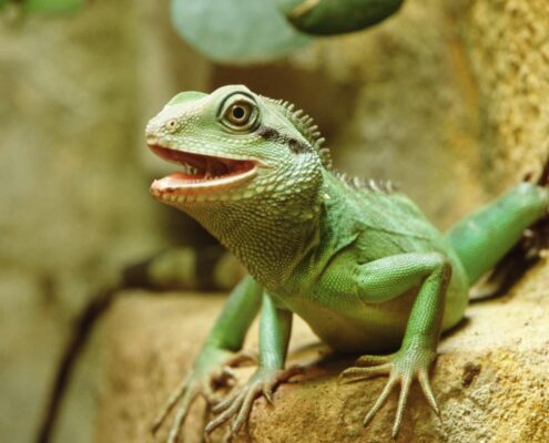 Çin Su Ejderi (Chinese Water Dragon)