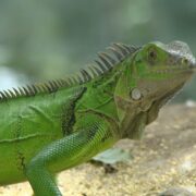 En Popüler İguana Türleri En Popüler İguana Türleri
