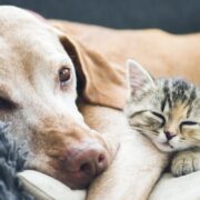 En Sadık Evcil Hayvanlar