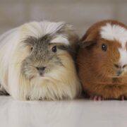 Ginepig Cinsiyet Ayrımı Nasıl Yapılır?