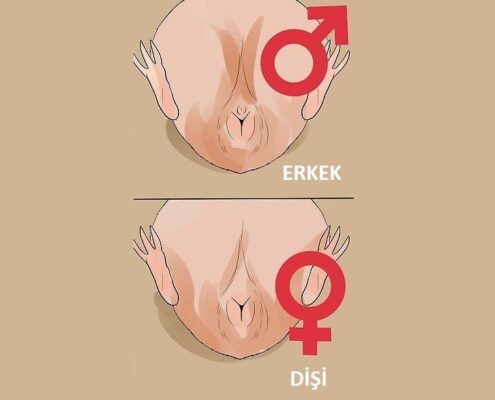 Ginepig Cinsiyet Ayrımı Nasıl Yapılır?