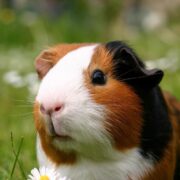 Ginepig Eğitimi Ginepig Eğitimi