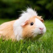 Ginepig (Guinea Pig) Türleri ve Özellikleri Ginepig (Guinea Pig) Türleri ve Özellikleri