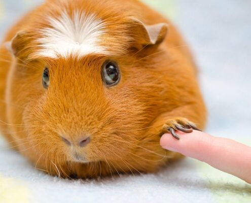 Ginepig (Guinea Pig) Türleri ve Özellikleri