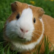 Ginepig Hastalıkları